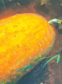 Ripe #2 by Felix Catarata detail shot2